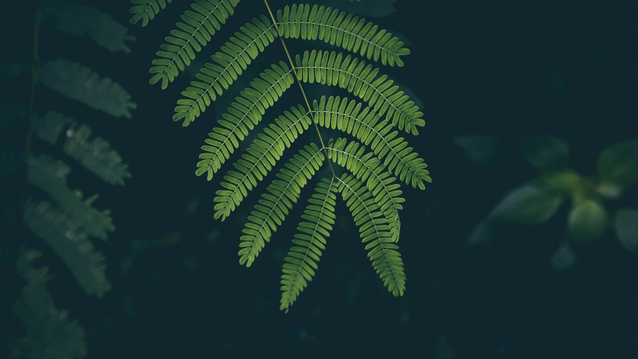 Wallpaper fern, leaf, plant, green