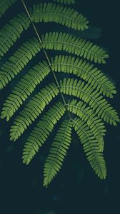 Preview wallpaper fern, leaf, plant, green