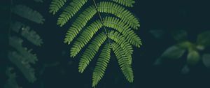 Preview wallpaper fern, leaf, plant, green