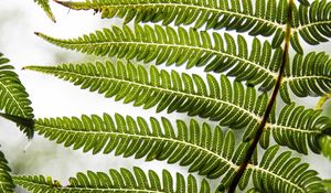 Preview wallpaper fern, leaf, plant, carved, green