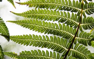 Preview wallpaper fern, leaf, plant, carved, green