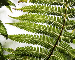 Preview wallpaper fern, leaf, plant, carved, green