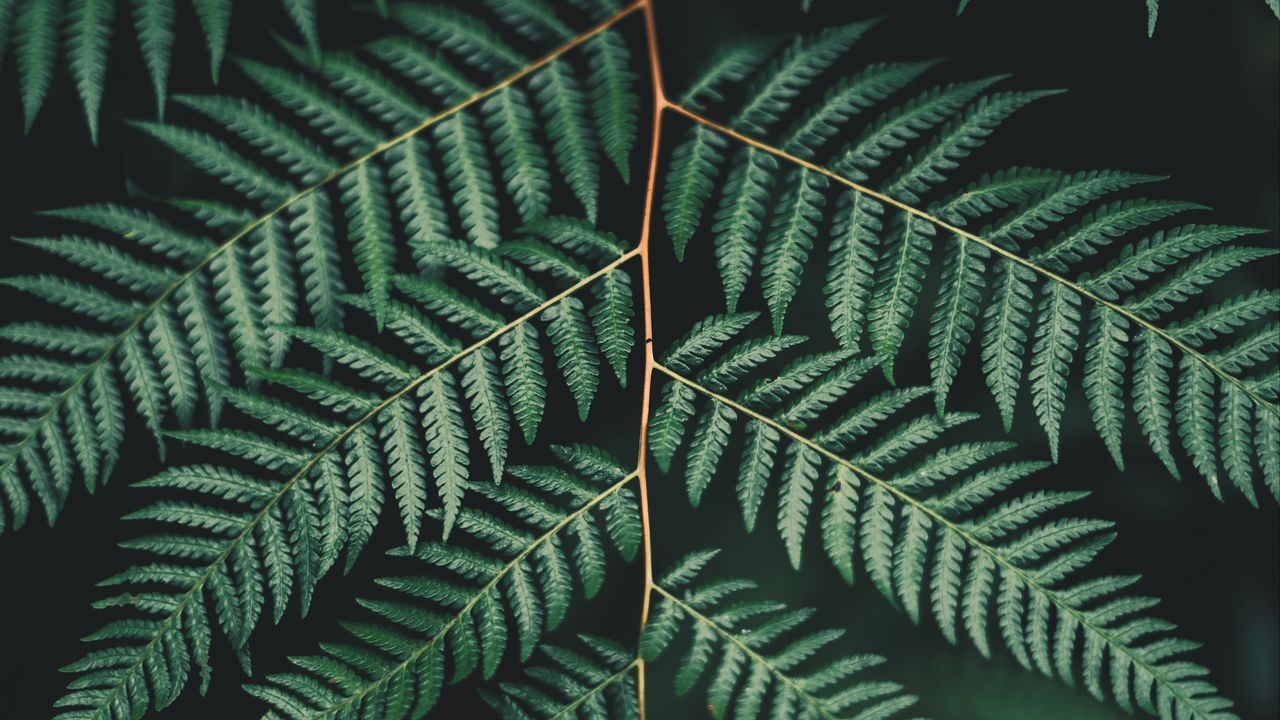 Wallpaper fern, leaf, plant, carved, branch, green