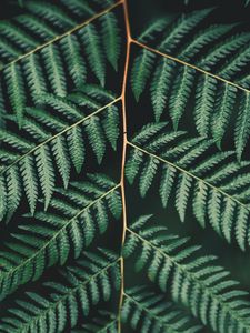 Preview wallpaper fern, leaf, plant, carved, branch, green