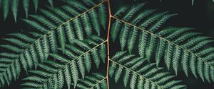 Preview wallpaper fern, leaf, plant, carved, branch, green