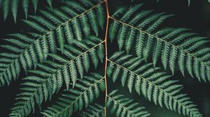 Preview wallpaper fern, leaf, plant, carved, branch, green