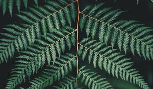 Preview wallpaper fern, leaf, plant, carved, branch, green