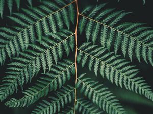 Preview wallpaper fern, leaf, plant, carved, branch, green