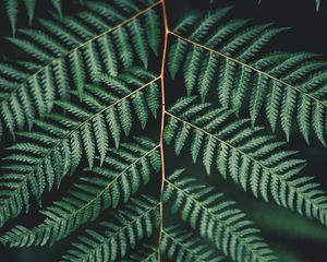 Preview wallpaper fern, leaf, plant, carved, branch, green