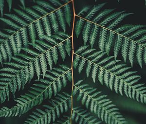 Preview wallpaper fern, leaf, plant, carved, branch, green