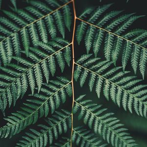 Preview wallpaper fern, leaf, plant, carved, branch, green