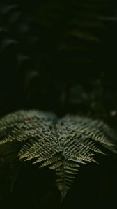 Preview wallpaper fern, leaf, plant, green, macro