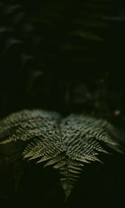 Preview wallpaper fern, leaf, plant, green, macro