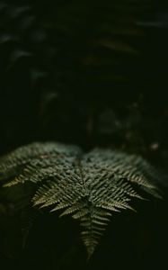Preview wallpaper fern, leaf, plant, green, macro