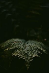 Preview wallpaper fern, leaf, plant, green, macro