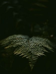 Preview wallpaper fern, leaf, plant, green, macro