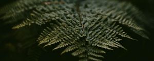 Preview wallpaper fern, leaf, plant, green, macro