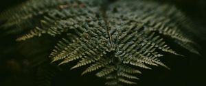 Preview wallpaper fern, leaf, plant, green, macro