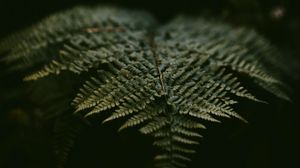 Preview wallpaper fern, leaf, plant, green, macro