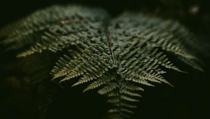 Preview wallpaper fern, leaf, plant, green, macro