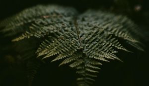 Preview wallpaper fern, leaf, plant, green, macro