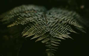 Preview wallpaper fern, leaf, plant, green, macro