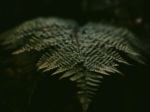 Preview wallpaper fern, leaf, plant, green, macro