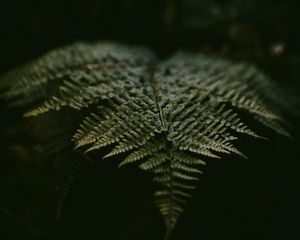 Preview wallpaper fern, leaf, plant, green, macro