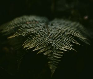 Preview wallpaper fern, leaf, plant, green, macro