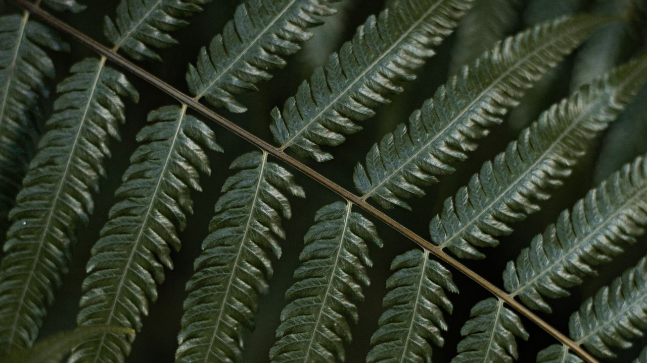 Wallpaper fern, leaf, plant, macro, green