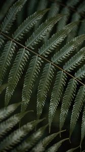 Preview wallpaper fern, leaf, plant, macro, green