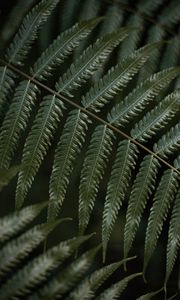 Preview wallpaper fern, leaf, plant, macro, green
