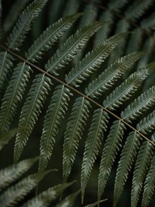 Preview wallpaper fern, leaf, plant, macro, green