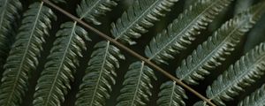 Preview wallpaper fern, leaf, plant, macro, green