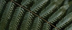 Preview wallpaper fern, leaf, plant, macro, green