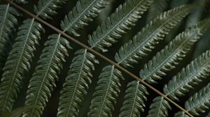 Preview wallpaper fern, leaf, plant, macro, green