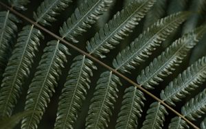 Preview wallpaper fern, leaf, plant, macro, green