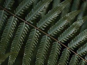 Preview wallpaper fern, leaf, plant, macro, green