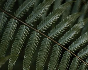 Preview wallpaper fern, leaf, plant, macro, green