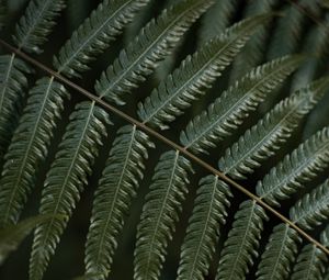 Preview wallpaper fern, leaf, plant, macro, green