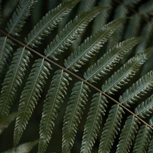 Preview wallpaper fern, leaf, plant, macro, green