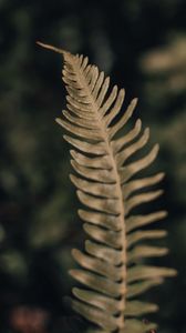 Preview wallpaper fern, leaf, plant, macro, closeup