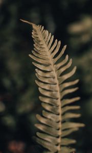 Preview wallpaper fern, leaf, plant, macro, closeup