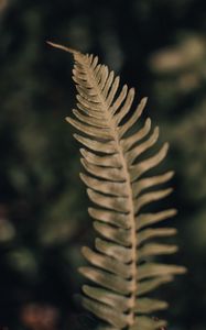 Preview wallpaper fern, leaf, plant, macro, closeup