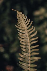 Preview wallpaper fern, leaf, plant, macro, closeup