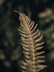 Preview wallpaper fern, leaf, plant, macro, closeup