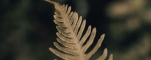 Preview wallpaper fern, leaf, plant, macro, closeup