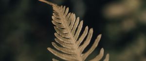 Preview wallpaper fern, leaf, plant, macro, closeup