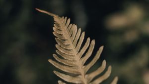 Preview wallpaper fern, leaf, plant, macro, closeup