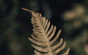 Preview wallpaper fern, leaf, plant, macro, closeup